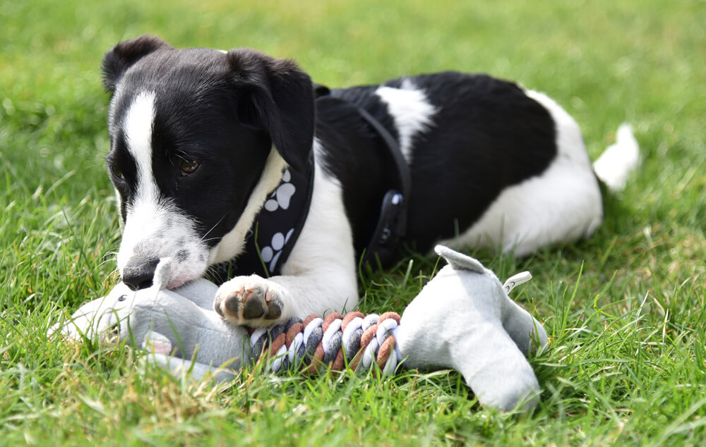 Spielender Hund